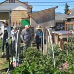 Community garden walk set in Port Angeles