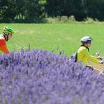 Sequim’s Tour De Lavender sees sunny skies, big turnout