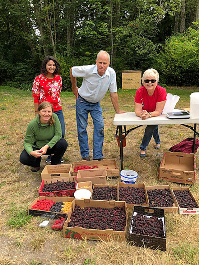 Gleaners seeking new crops in mid-summer weeks
