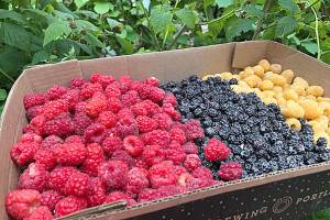 Gleaners seeking new crops in mid-summer weeks