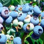 Farm to Table: Bounty of blueberries