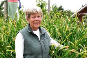 Get tips on how to grow organic garlic