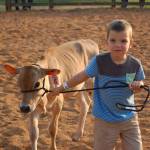 Wade McCarthey, 4, practices guiding one of Dungeness Valley Creamerys calves around a show ring at the Clallam County Fair on Aug. 17.