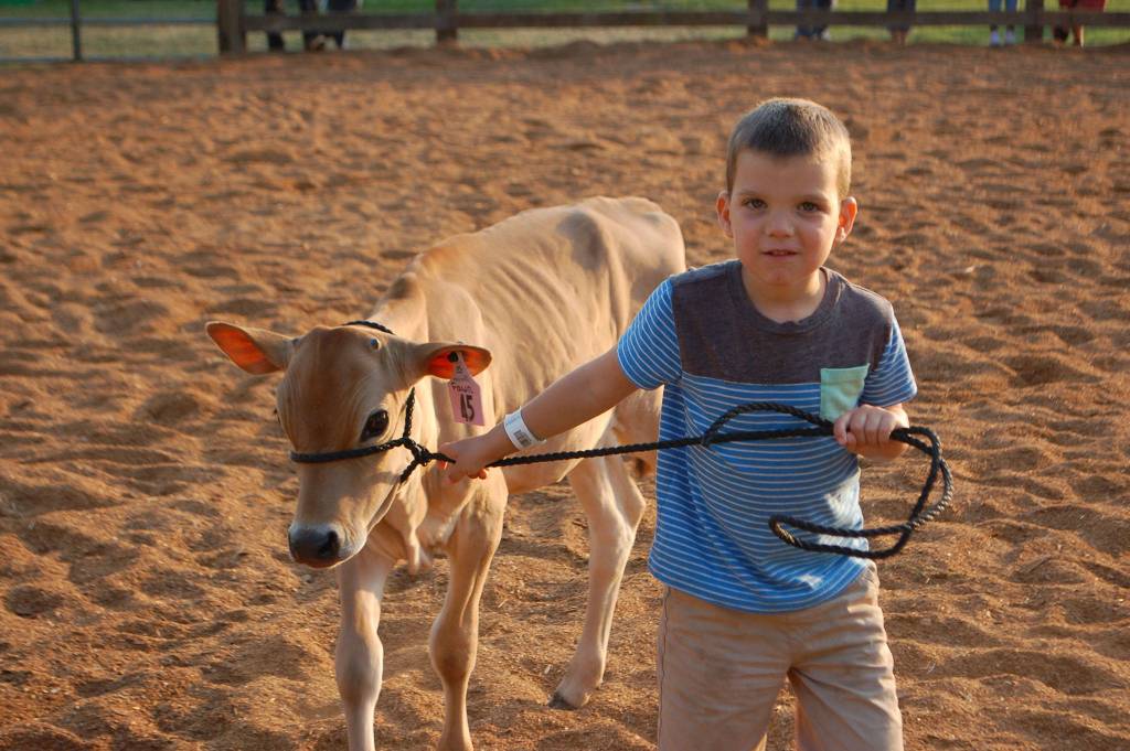 Wade McCarthey, 4, practices guiding one of Dungeness Valley Creamerys calves around a show ring at the Clallam County Fair on Aug. 17.