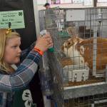 Isla Frisby, 9, of Sequim and Pure Country 4H, looks to change out a water bottle for Wiley the rabbit at the fair. Isla exhibited her bunny Paul at the fair, too.