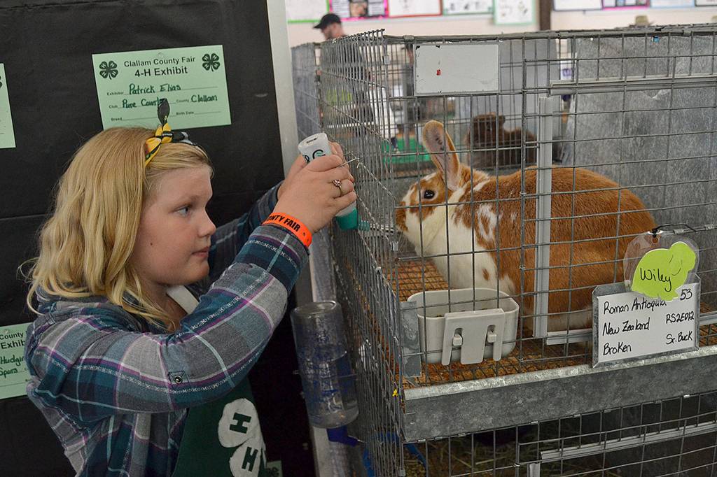 Isla Frisby, 9, of Sequim and Pure Country 4H, looks to change out a water bottle for Wiley the rabbit at the fair. Isla exhibited her bunny Paul at the fair, too.