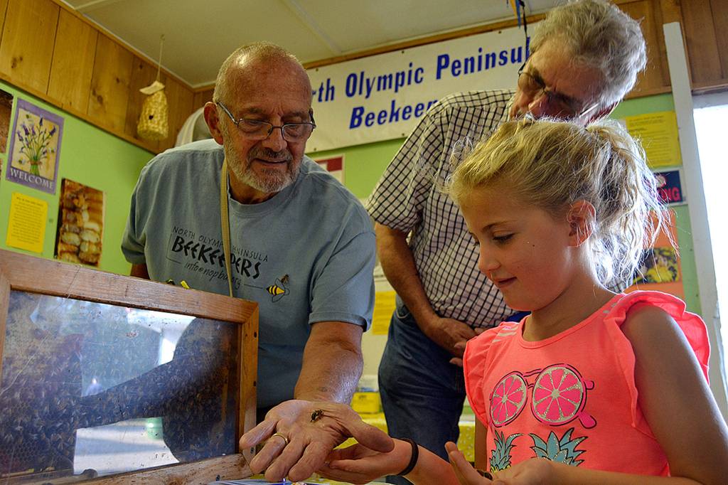 Pepper Giffin, 6, of Sequim, holds a bee for the first time at the North Olympic Peninsula Beekeepers booth on Aug. 16, with help from club members John Joseph and Chuck Giefer. Sequim Gazette photo by Matthew Nash