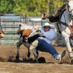 Wyatt Billings of Deer Park, formerly of Sequim, goes all out in the steer wrestling portion of the Aug. 18 Pro-West Rodeo at the Clallam County Fair on Aug. 18. Sequim Gazette photo by Michael Dashiell