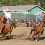 Wyatt, left, and Rocky Billings look for a top time in the team roping competition at the Clallam County Fair Pro-West Rodeo on Aug. 18. Sequim Gazette photo by Michael Dashiell