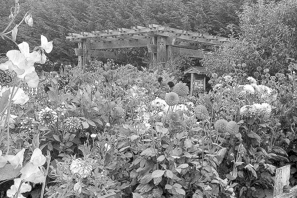Check out blooming bounty at Woodcock Demonstration Garden
