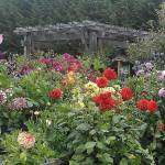 Check out blooming bounty at Woodcock Demonstration Garden