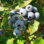 Get It Growing: The blueberry harvest blues