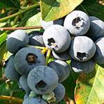 Get It Growing: The blueberry harvest blues