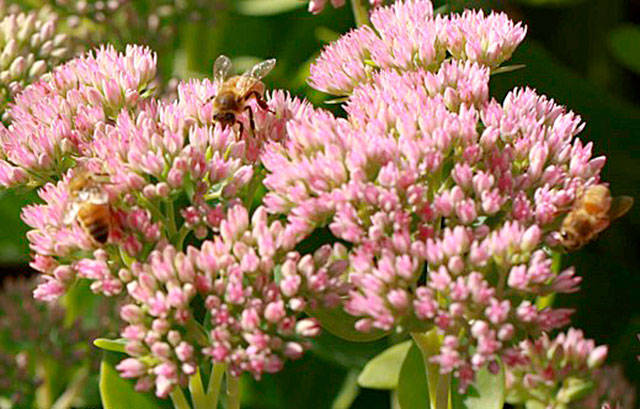Get It Growing: Set your September gardening chore calendar
