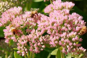 Get It Growing: Set your September gardening chore calendar