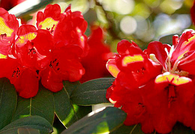Get It Growing: Rhododendrons, true or false