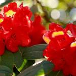 Get It Growing: Rhododendrons, true or false