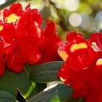Get It Growing: Rhododendrons, true or false