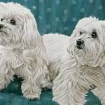 Two Maltese by Sally Cays, one of the Blue Whole Gallerys Artists of the Month for September.