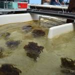 Another batch of chemically-modified yarn from Idaho is expected to begin testing in Sequim to capture uranium from seawater and later be turned into yellowcake for potential use in nuclear reactors. Sequim Gazette photo by Matthew Nash