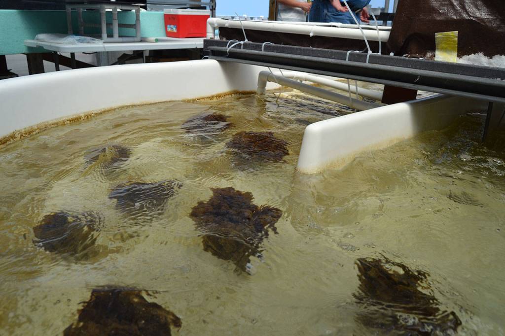 Another batch of chemically-modified yarn from Idaho is expected to begin testing in Sequim to capture uranium from seawater and later be turned into yellowcake for potential use in nuclear reactors. Sequim Gazette photo by Matthew Nash
