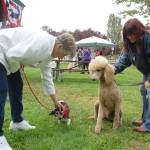 Dog party party set for Saturday