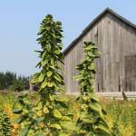 Land trust launches farmland conservation campaign