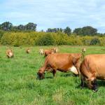 Creamery samples show no E. coli after state investigation