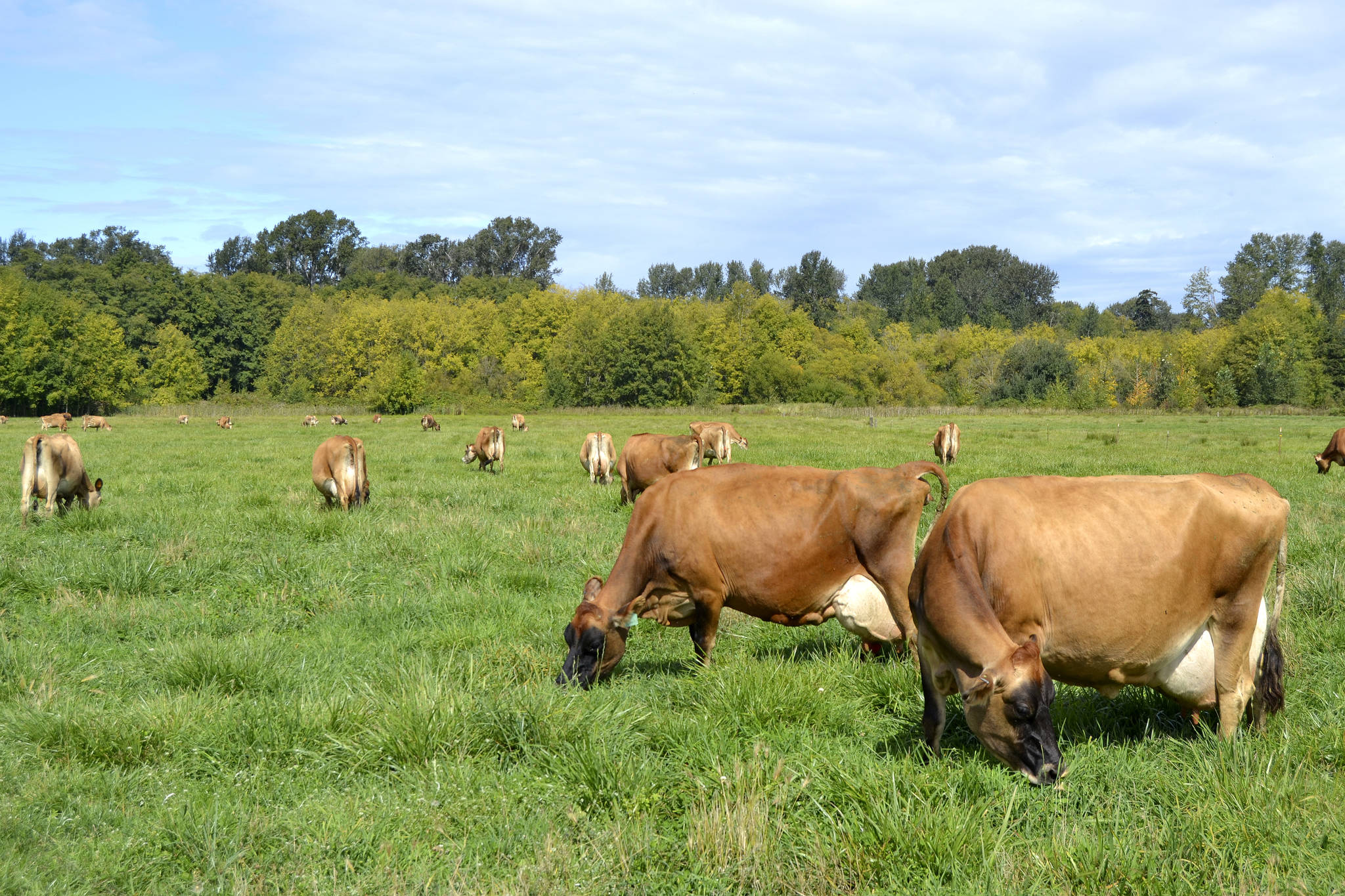 Dungeness Valley Creamerys Jersey cows produce more than 2,000 gallons of raw milk per week for distribution to 50 retail locations. Department of Health officials recently said two cases of E. coli were linked to drinking the dairys raw milk but state tests of random milk samples did not find E. coli in the products. Sequim Gazette photo by Matthew Nash