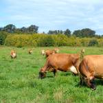 Dungeness Valley Creamerys Jersey cows produce more than 2,000 gallons of raw milk per week for distribution to 50 retail locations. Department of Health officials recently said two cases of E. coli were linked to drinking the dairys raw milk but state tests of random milk samples did not find E. coli in the products. Sequim Gazette photo by Matthew Nash