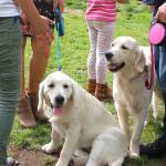 Two English creme golden retrievers, Kiera and Sasha, receive plenty of attention at the Sequim Dog Parks 11th-annual birthday celebration on Sept. 8 at Carrie Blake Park. Sequim Gazette photos by Erin Hawkins
