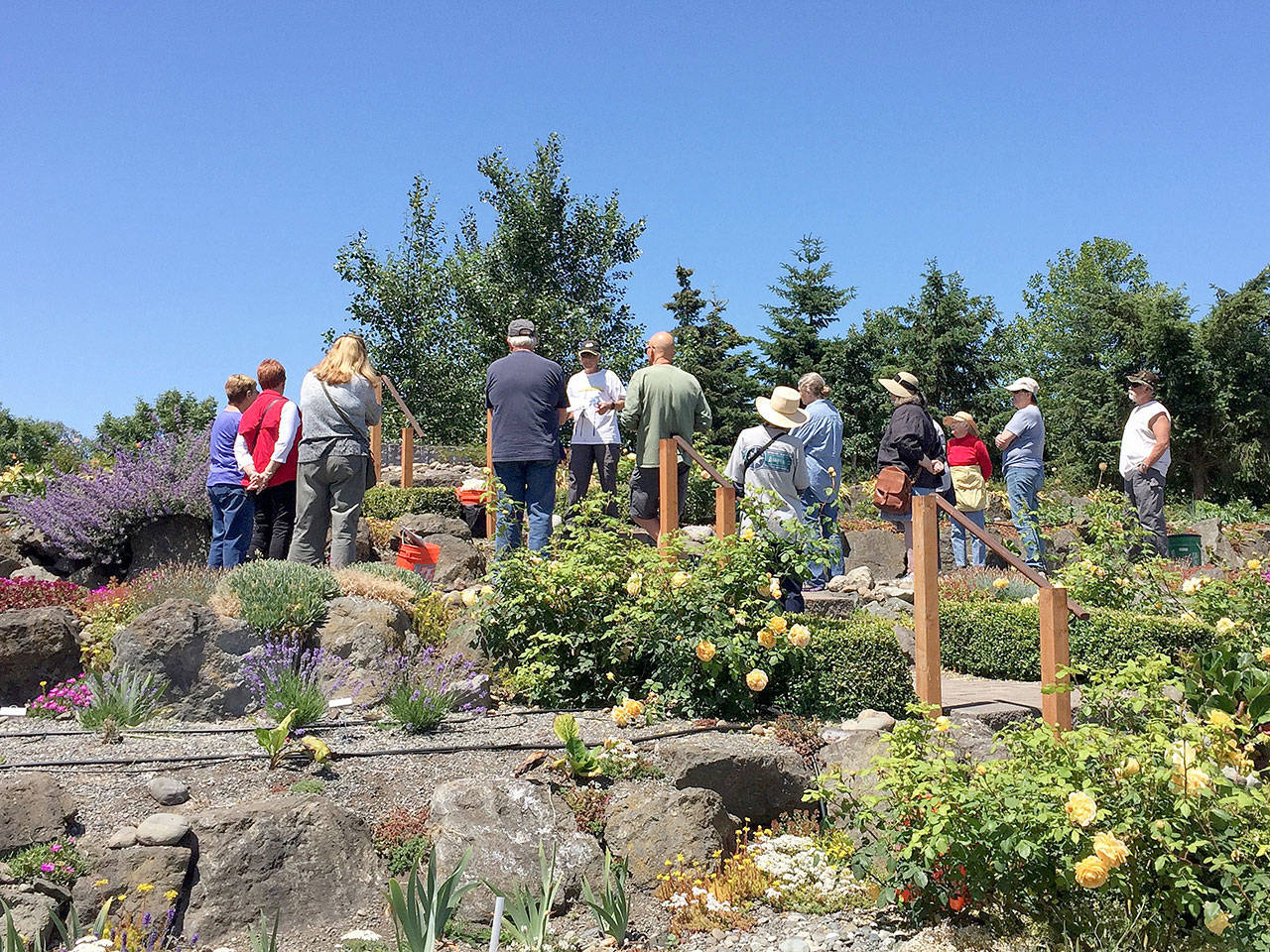 ‘Dazzling Dahlias’ at next Work to Learn Party