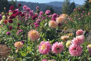 ‘Dazzling Dahlias’ at next Work to Learn Party