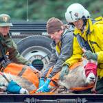 Effort to move Olympic National Park goats to new home is underway
