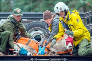 Effort to move Olympic National Park goats to new home is underway