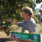 Mark Schwartz picks apples from one of the trees in the orchard at Williams Manor that produces thousands of apples each year. The apples are pressed into cider for the Apple Stock fundraiser where cider donations benefit two single mothers battling debilitating diseases. Sequim Gazette photo by Erin Hawkins