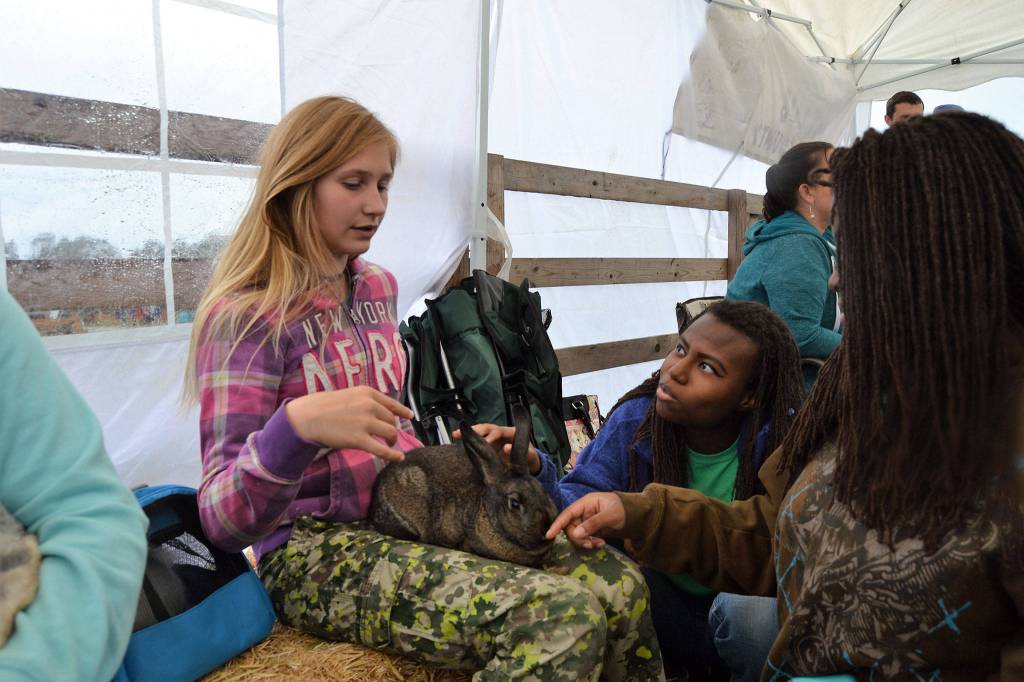 Last year, Fern Knobel of Pure Country 4-H holds her rabbit Bun-Bun for Farah and Christelle Levien of Arizona at the Family Farm Day at the Dungeness Valley Creamery. The creamery joins the Clallam County Farm Tour this Saturday, Sept. 29, which includes six venues. Sequim Gazette file photo by Matthew Nash