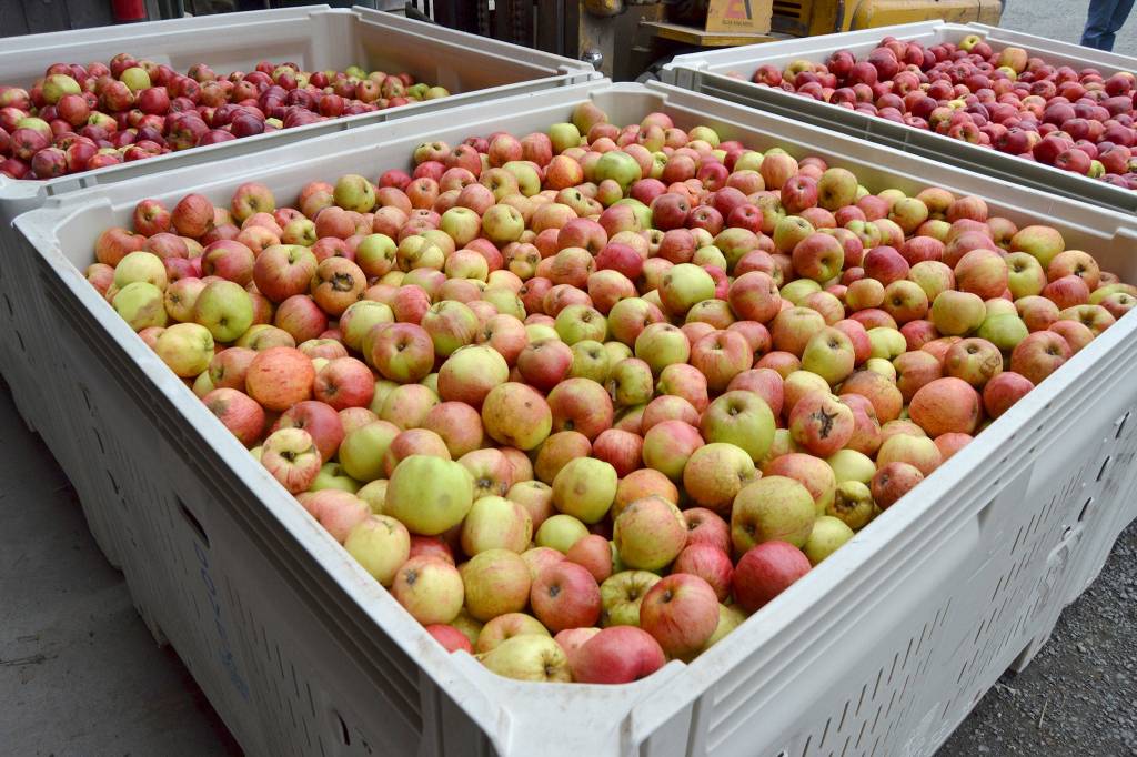 Its apple season in Clallam County as crew members ready to prepare thousands of pounds of produce for the fall. Sequim Gazette photo by Matthew Nash
