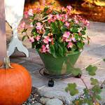 Get It Growing: Set your October gardening activities calendar