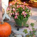 Get It Growing: Set your October gardening activities calendar