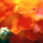 Poppy by Jan Kepley