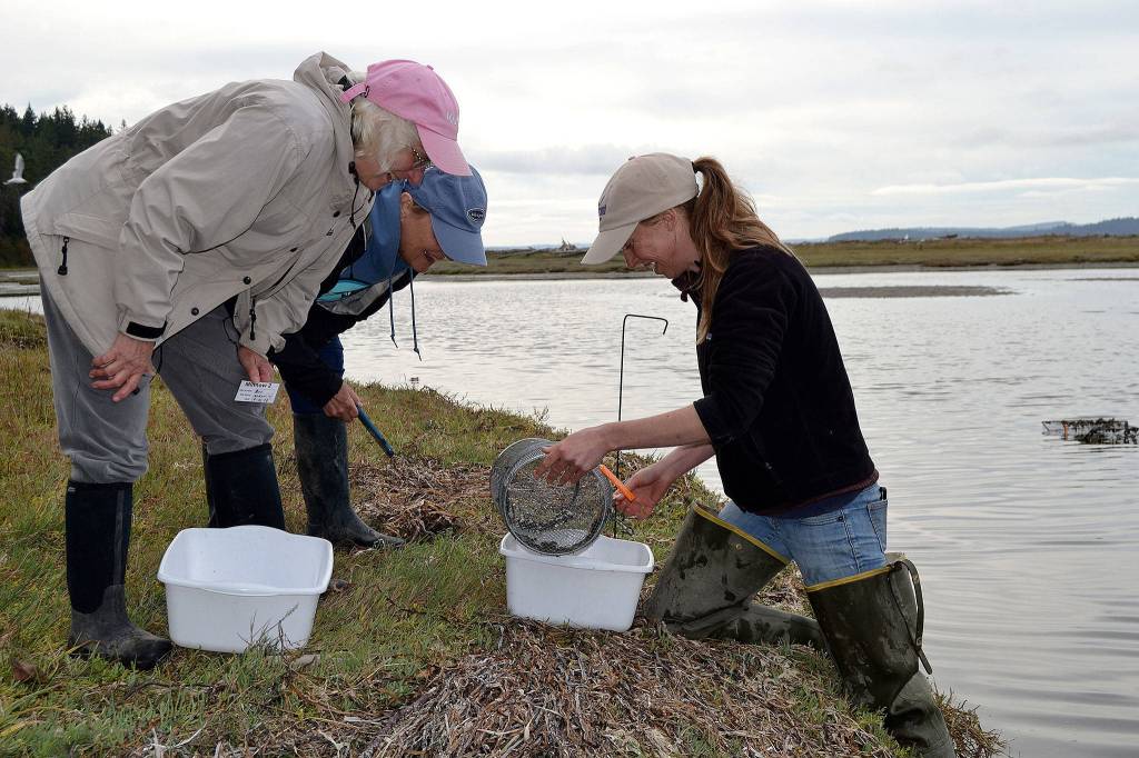 Volunteers Amy Does, left, and Andrea Carlson assist Dr. Emily Grason, Crab Team program manager and a marine ecologist, sort crabs while seeking European green crabs at Indian Island County Park near Port Hadlock. The site finished trapping for the year on Sept. 21 after monthly sampling for green crab since April. Sequim Gazette photo by Matthew Nash