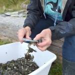 At Washington Sea Grants 54 early detection sites, such as Indian Island County Park, volunteers and various resource managers pull crab traps and sort and catalogue data on the crabs they find. Any European green crab are removed from the site with some used for genetic sampling for further research. Sequim Gazette photo by Matthew Nash