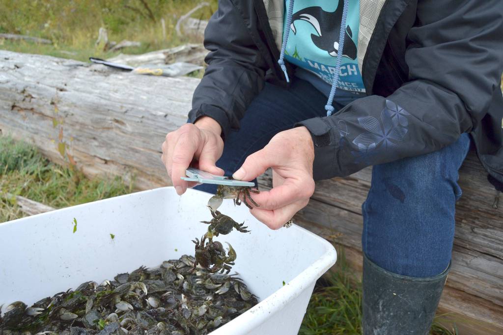 At Washington Sea Grants 54 early detection sites, such as Indian Island County Park, volunteers and various resource managers pull crab traps and sort and catalogue data on the crabs they find. Any European green crab are removed from the site with some used for genetic sampling for further research. Sequim Gazette photo by Matthew Nash