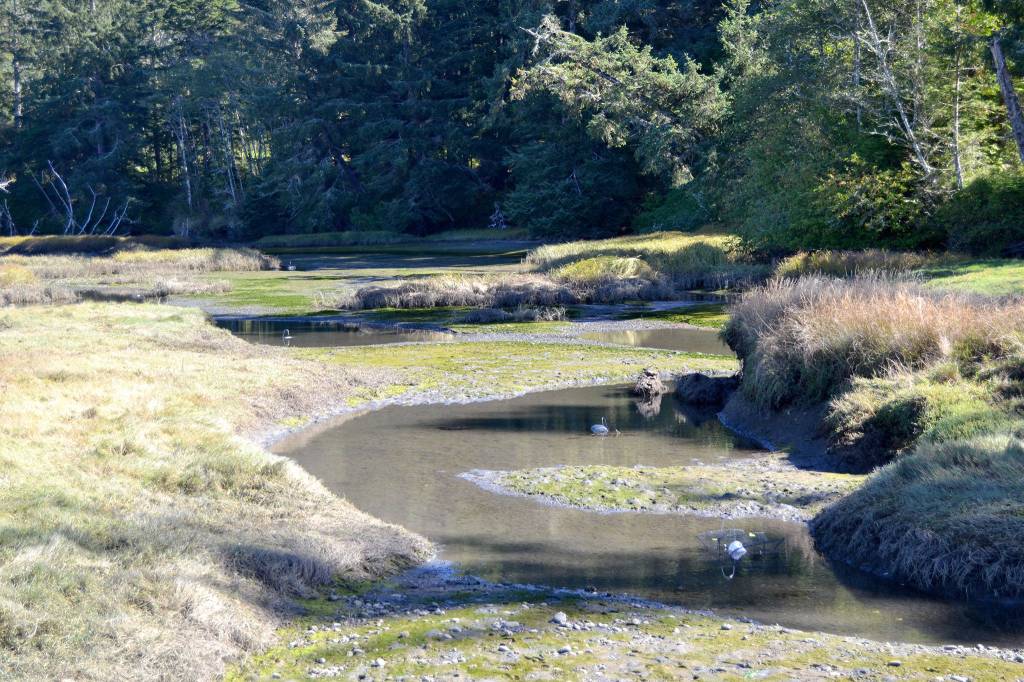 Canals with steep, muddy banks are popular spots for European green crabs to live in the Tsoo-Yess River, says resource managers. Sequim Gazette photo by Matthew Nash
