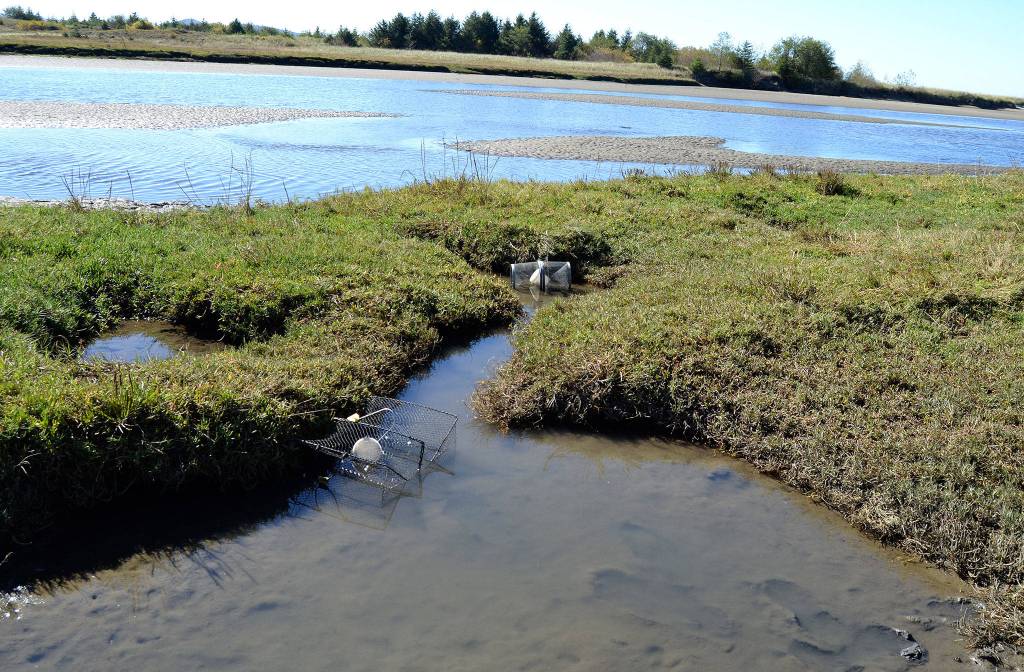 The first reported European green crab near Neah Bay was spotted by the Waatch River. Resource managers began trapping the area in April this year and recovered nearly 1,000 crabs through the end of September. Sequim Gazette photo by Matthew Nash