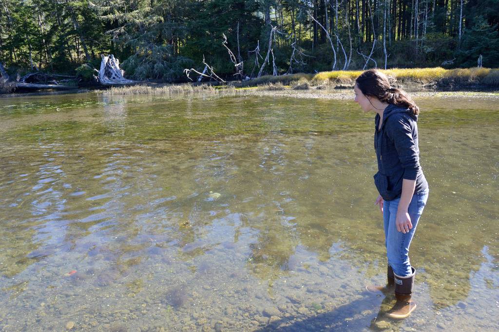 Adrianne Akmajian, marine ecologist with Makah Fisheries Management, inspects a trap in a canal off the Tsoo-Yess River on Sept. 26. She said her team recently began trapping by a nearby fallen tree and recovered several European green crab. Sequim Gazette photo by Matthew Nash