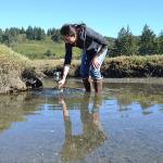 European green crab’s reach stretches across North Olympic Peninsula