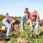 Sequim High School Interact Club students dig up potatoes at Chis Farm in September. Sequim Gazette photo by Michael Dashiell