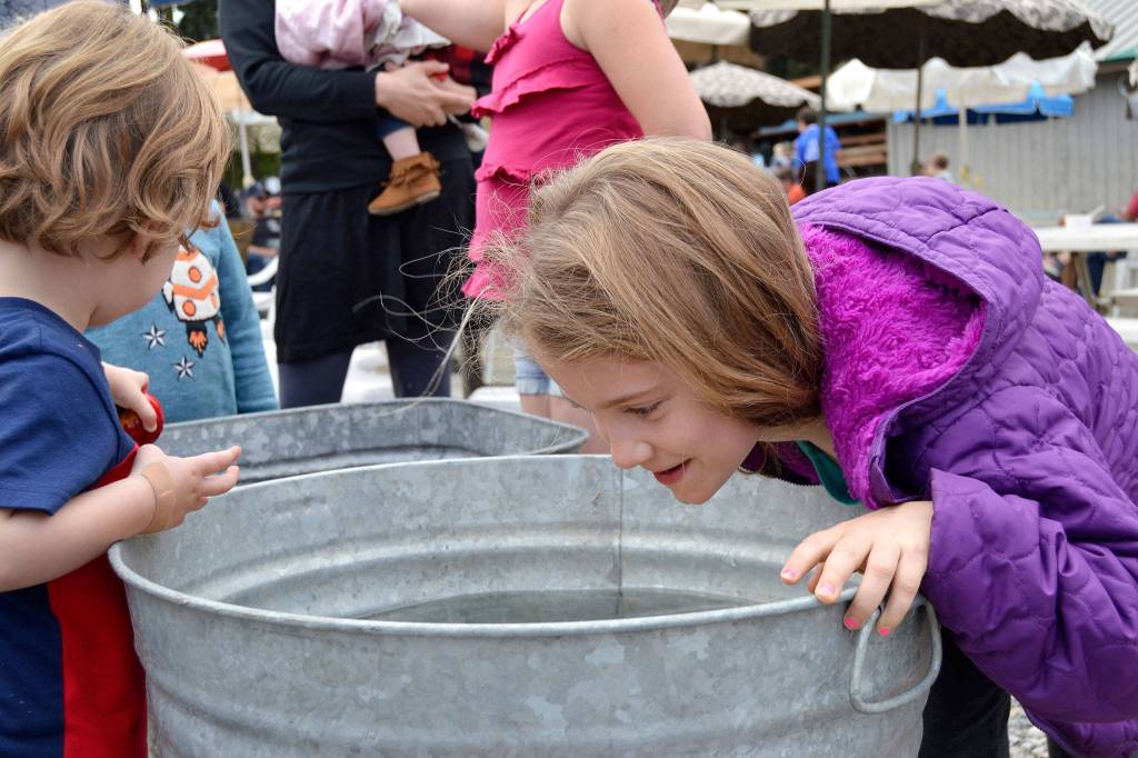 Brooklyn Self, 6, of Port Angeles tries to sink her teeth into some apples at Lazy J Tree Farm on Sept. 29. Sequim Gazette photo by Matthew Nash